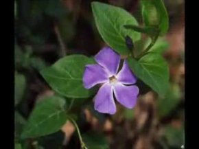 Sedef çiçeği mükemmel bir aşk sevgi hikayesi