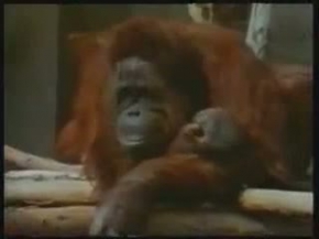 EVRÄ°M TEORÄ°SÄ°NÄ°N Ã?Ã?KÃ?Å?Ã? 12