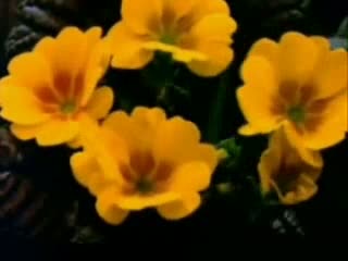 SEYYİD AHMED RUFAİ HAZRETLERİ 6/9